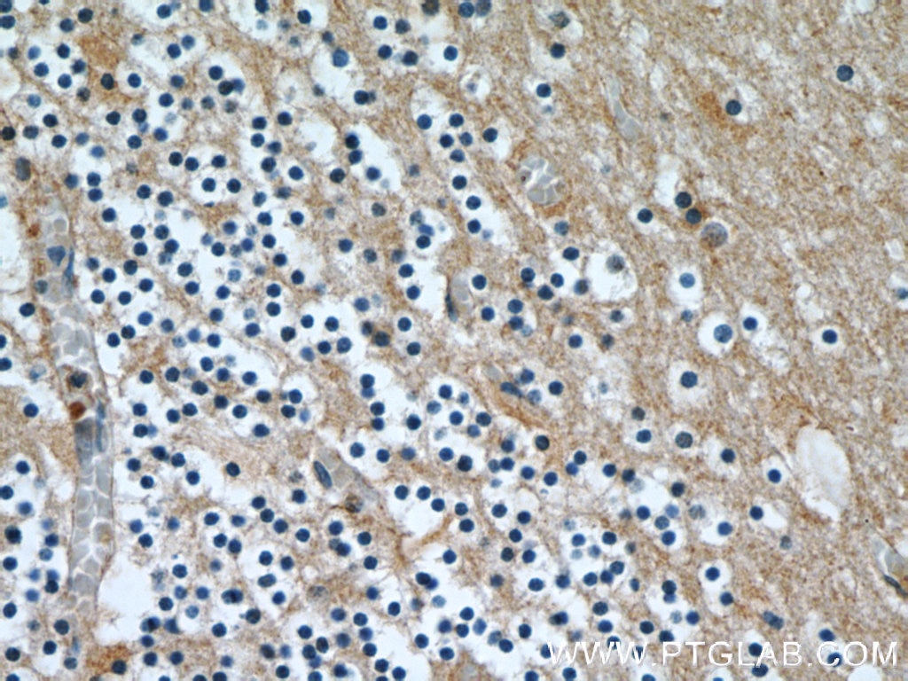 Immunohistochemistry (IHC) staining of human cerebellum tissue using CBLN4 Polyclonal antibody (20559-1-AP)