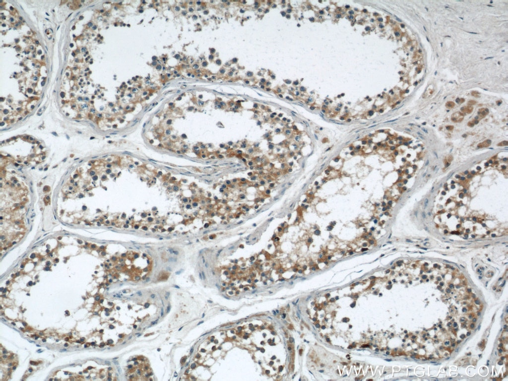 Immunohistochemistry (IHC) staining of human testis tissue using CBLN4 Polyclonal antibody (20559-1-AP)