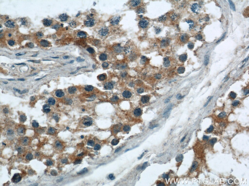 Immunohistochemistry (IHC) staining of human testis tissue using CBLN4 Polyclonal antibody (20559-1-AP)