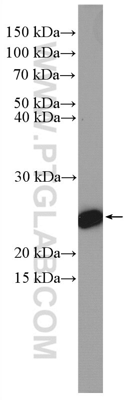 Western Blot (WB) analysis of HepG2 cells using EIF4E Polyclonal antibody (11149-1-AP)