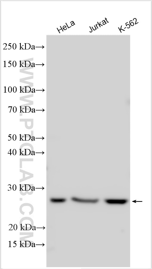 Western Blot (WB) analysis of various lysates using EIF4E Polyclonal antibody (11149-1-AP)