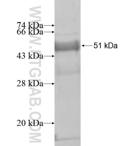 EIF4E fusion protein Ag1626 SDS-PAGE