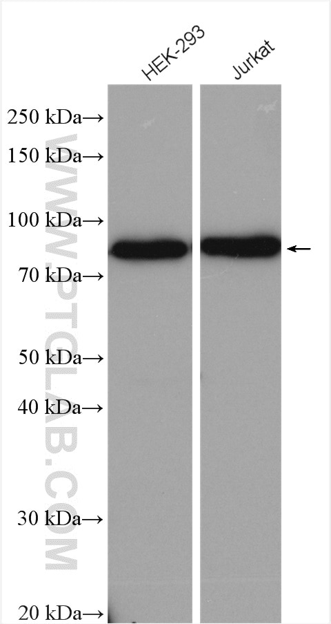 Western Blot (WB) analysis of various lysates using NCBP1 Polyclonal antibody (10349-1-AP)