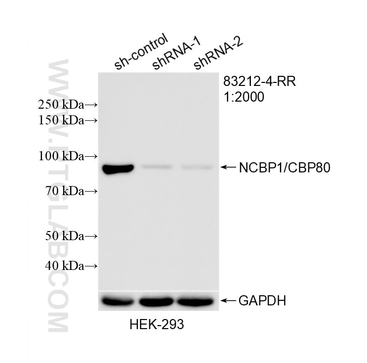 WB result of NCBP1/CBP80 antibody (83212-4-RR; 1:2000; incubated at room temperature for 1.5 hours) with sh-Control and sh-NCBP1/CBP80 transfected HEK-293 cells. Western Blot (WB) analysis of HEK-293 cells using NCBP1/CBP80 Recombinant monoclonal antibody (83212-4-RR)