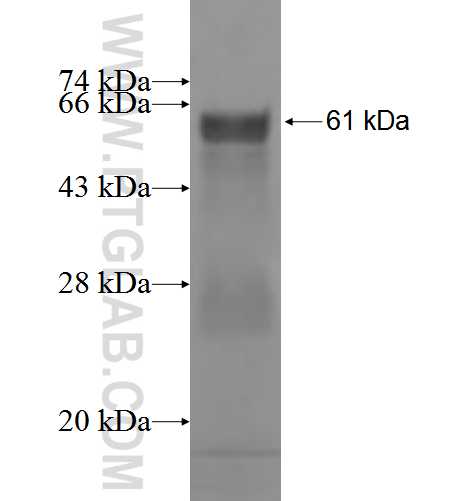 CBP80 fusion protein Ag0496 SDS-PAGE