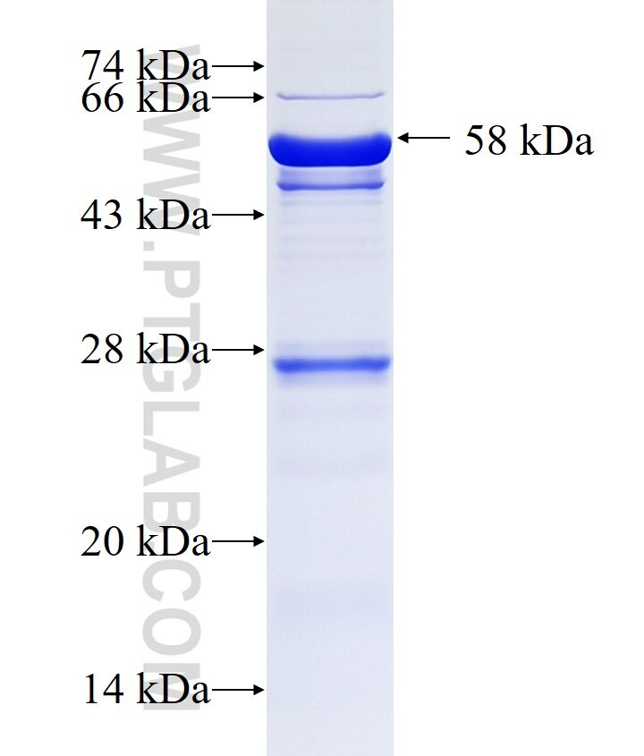 CBP80 fusion protein Ag0496 SDS-PAGE