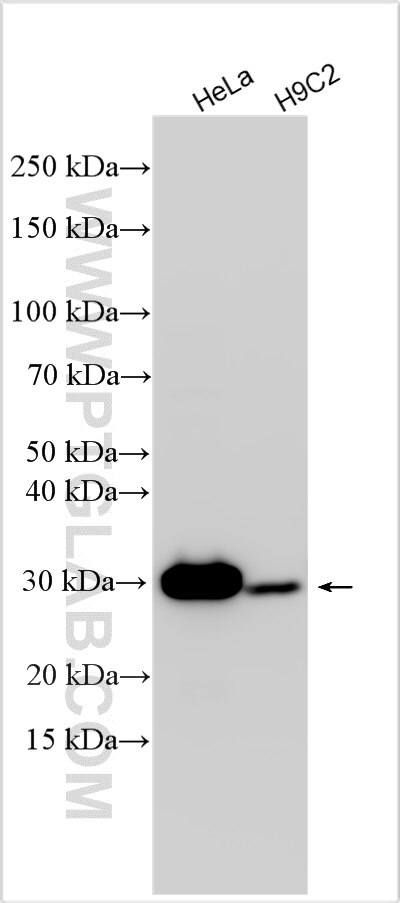 Western Blot (WB) analysis of various lysates using CBR1 Polyclonal antibody (31279-1-AP)