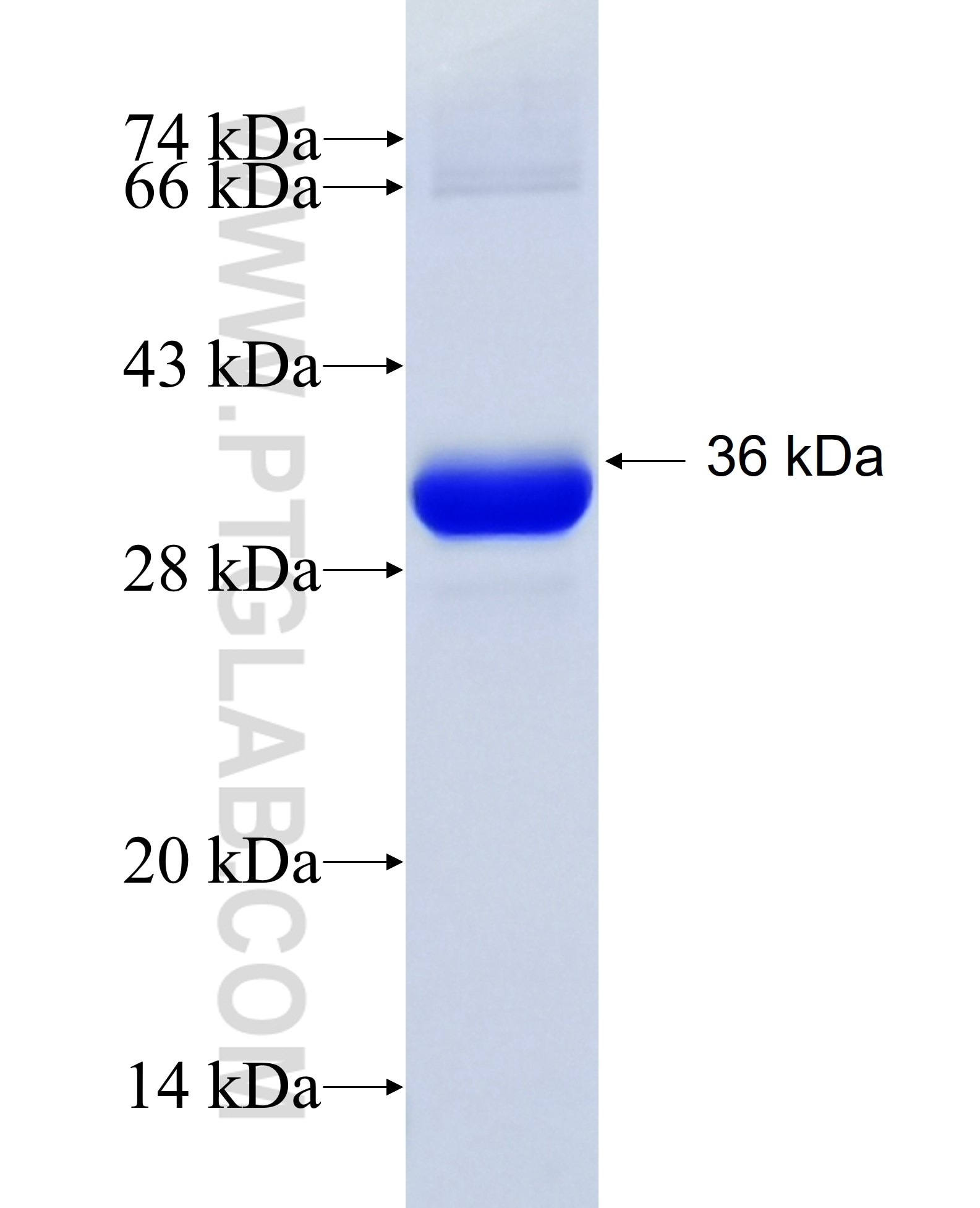 CBR1 fusion protein Ag35060 SDS-PAGE