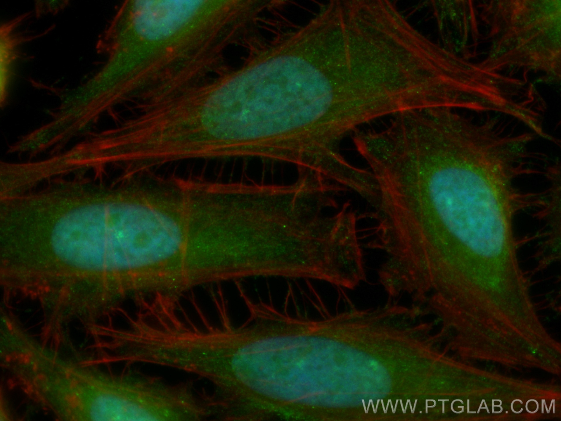 Immunofluorescence (IF) / fluorescent staining of HeLa cells using CoraLite® Plus 488-conjugated CBS Polyclonal antib (CL488-14787)