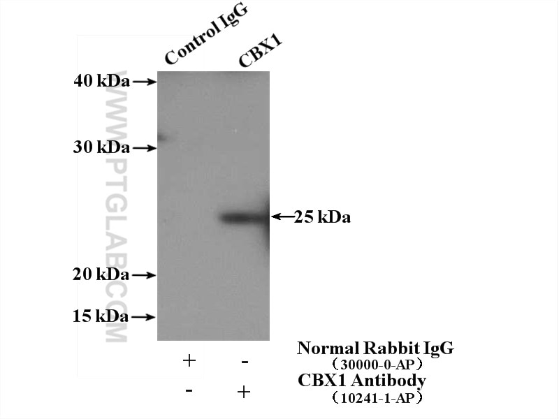 Immunoprecipitation (IP) experiment of HEK-293 cells using CBX1 Polyclonal antibody (10241-2-AP)