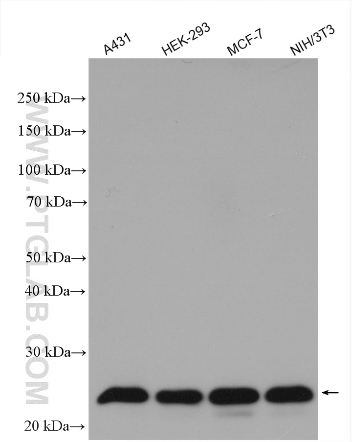 Western Blot (WB) analysis of various lysates using CBX1 Polyclonal antibody (10241-2-AP)