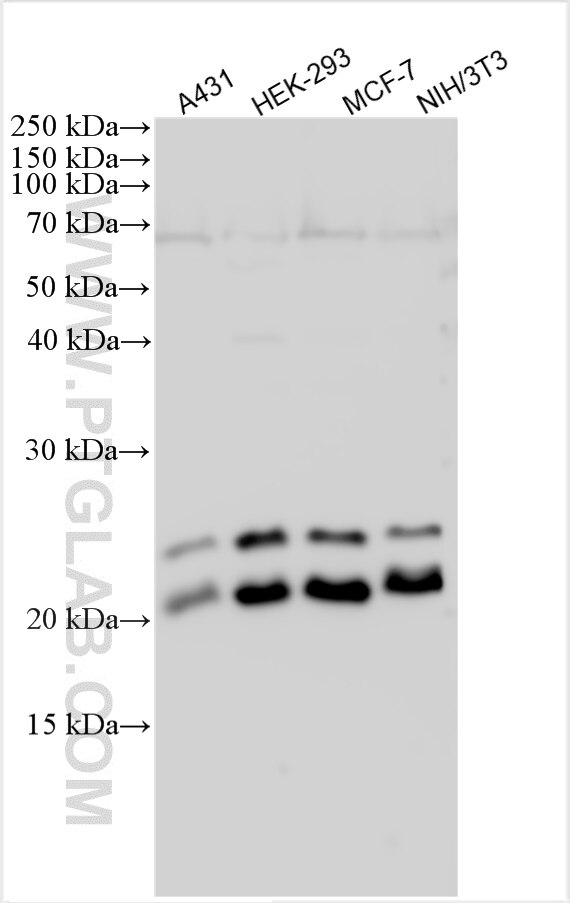 Western Blot (WB) analysis of various lysates using CBX1 Polyclonal antibody (31108-1-AP)
