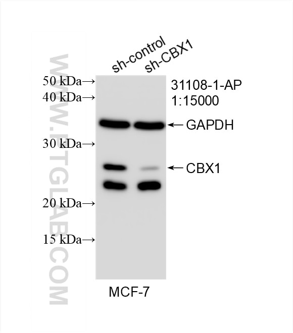 Western Blot (WB) analysis of MCF-7 cells using CBX1 Polyclonal antibody (31108-1-AP)