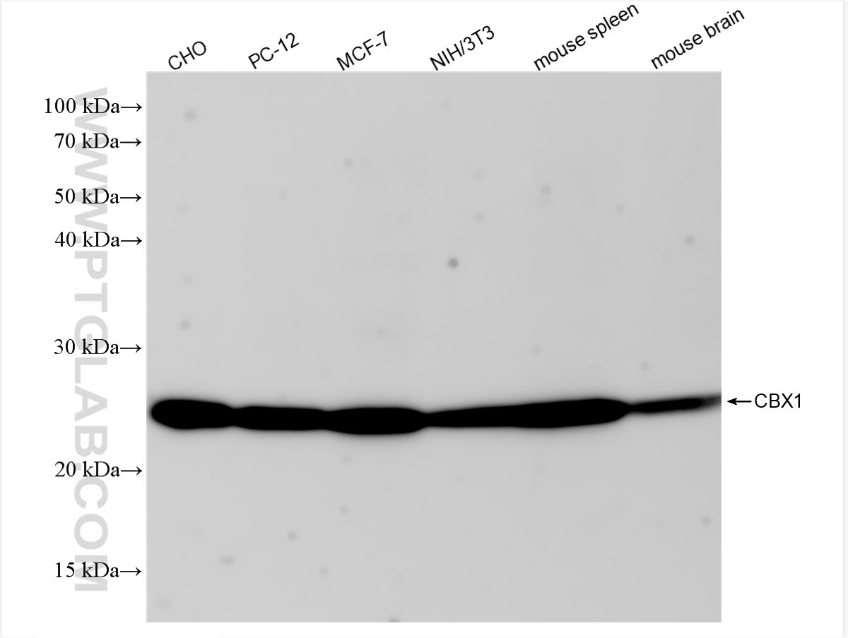 Western Blot (WB) analysis of various lysates using CBX1 Recombinant antibody (83248-3-RR)