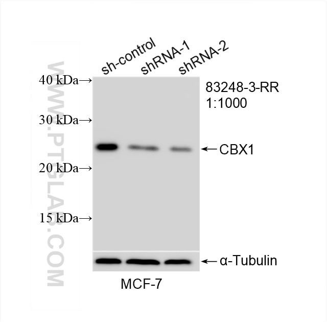 Western Blot (WB) analysis of MCF-7 cells using CBX1 Recombinant antibody (83248-3-RR)