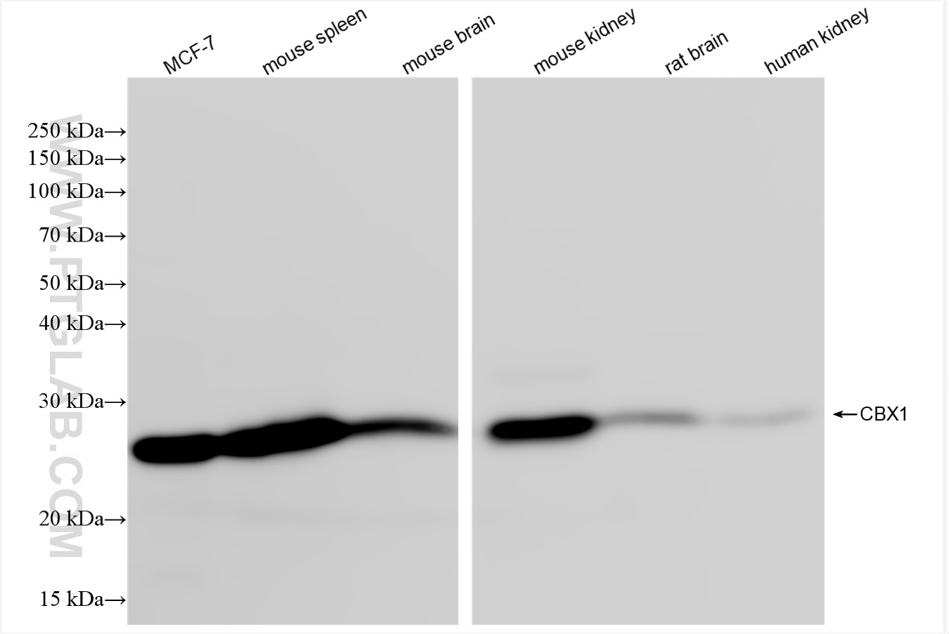 Western Blot (WB) analysis of various lysates using CBX1 Recombinant antibody (83248-4-RR)
