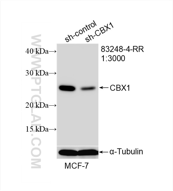 Western Blot (WB) analysis of MCF-7 cells using CBX1 Recombinant antibody (83248-4-RR)