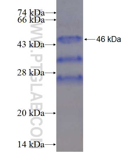 CBX1 fusion protein Ag0328 SDS-PAGE