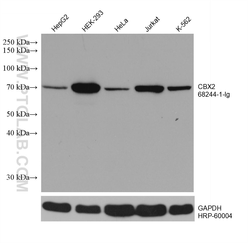 Western Blot (WB) analysis of various lysates using CBX2 Monoclonal antibody (68244-1-Ig)