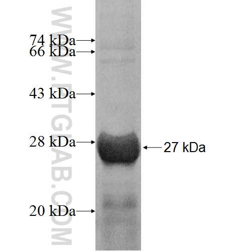 CBX2 fusion protein Ag8311 SDS-PAGE