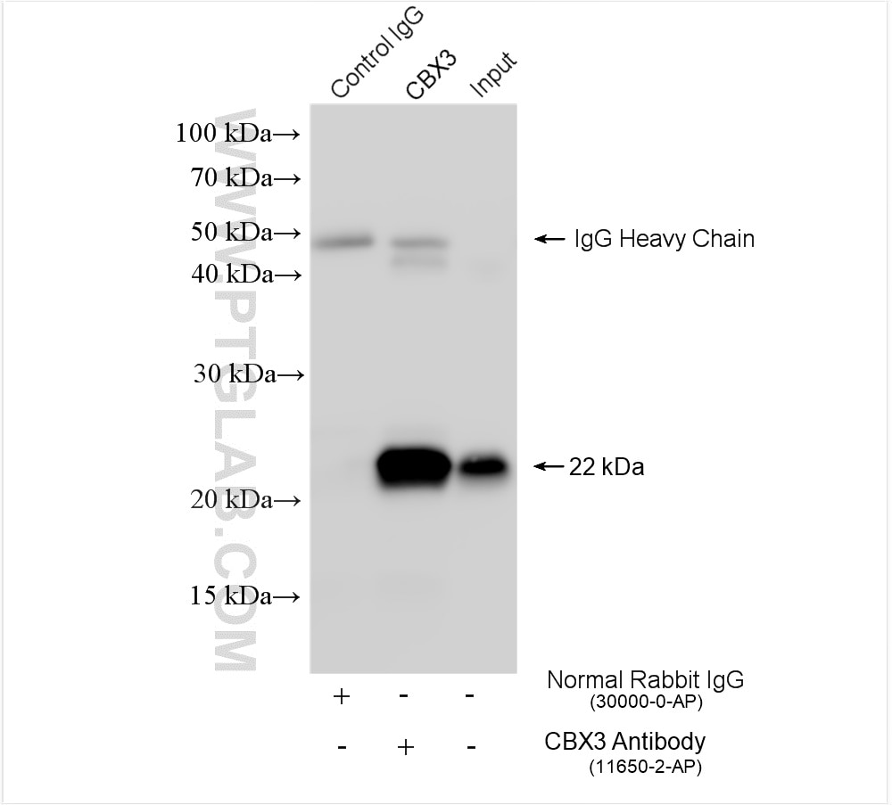 Immunoprecipitation (IP) experiment of mouse spleen tissue using CBX3 Polyclonal antibody (11650-2-AP)