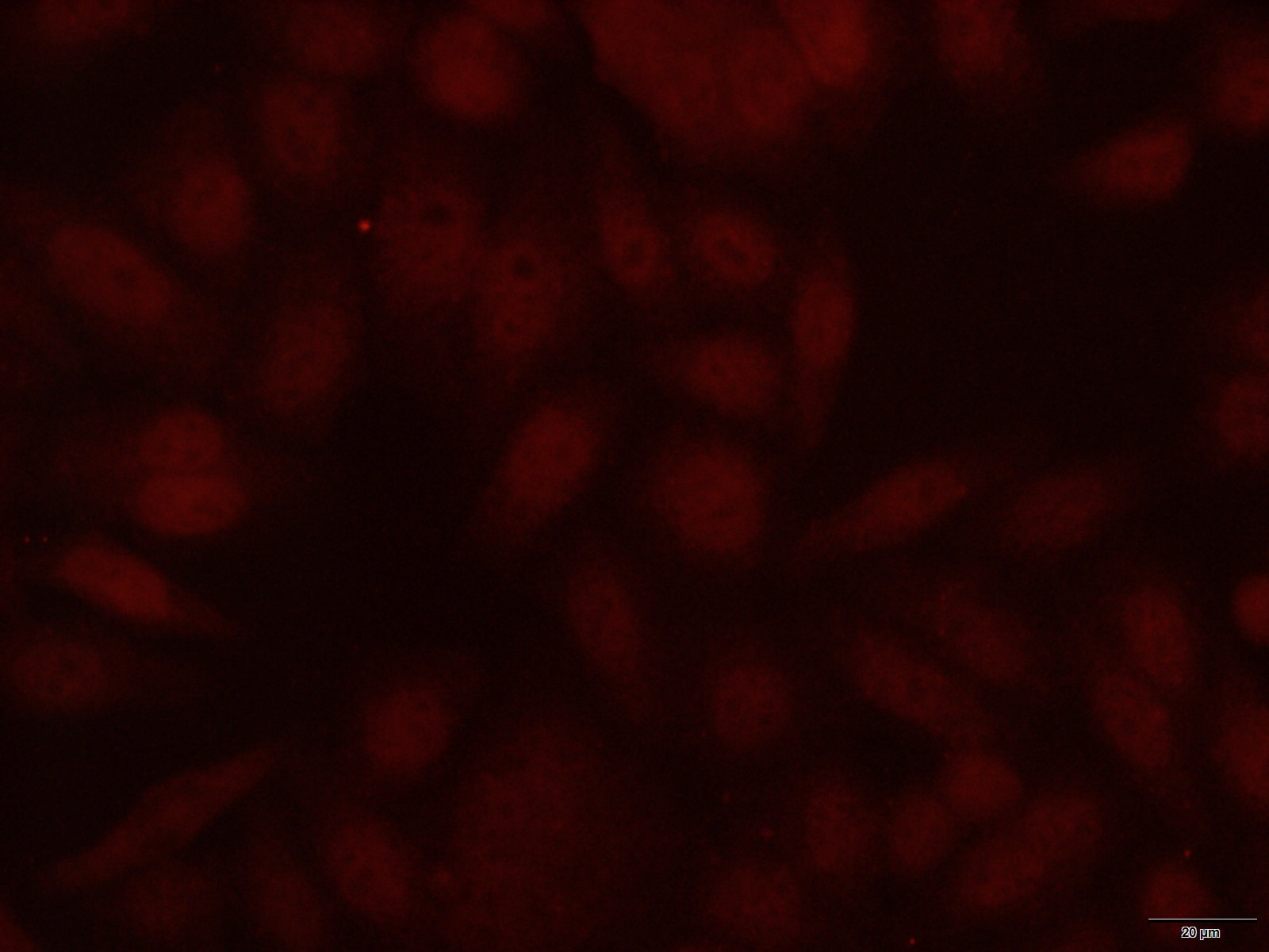 Immunofluorescence (IF) / fluorescent staining of HepG2 cells using CBX3 Monoclonal antibody (66446-1-Ig)