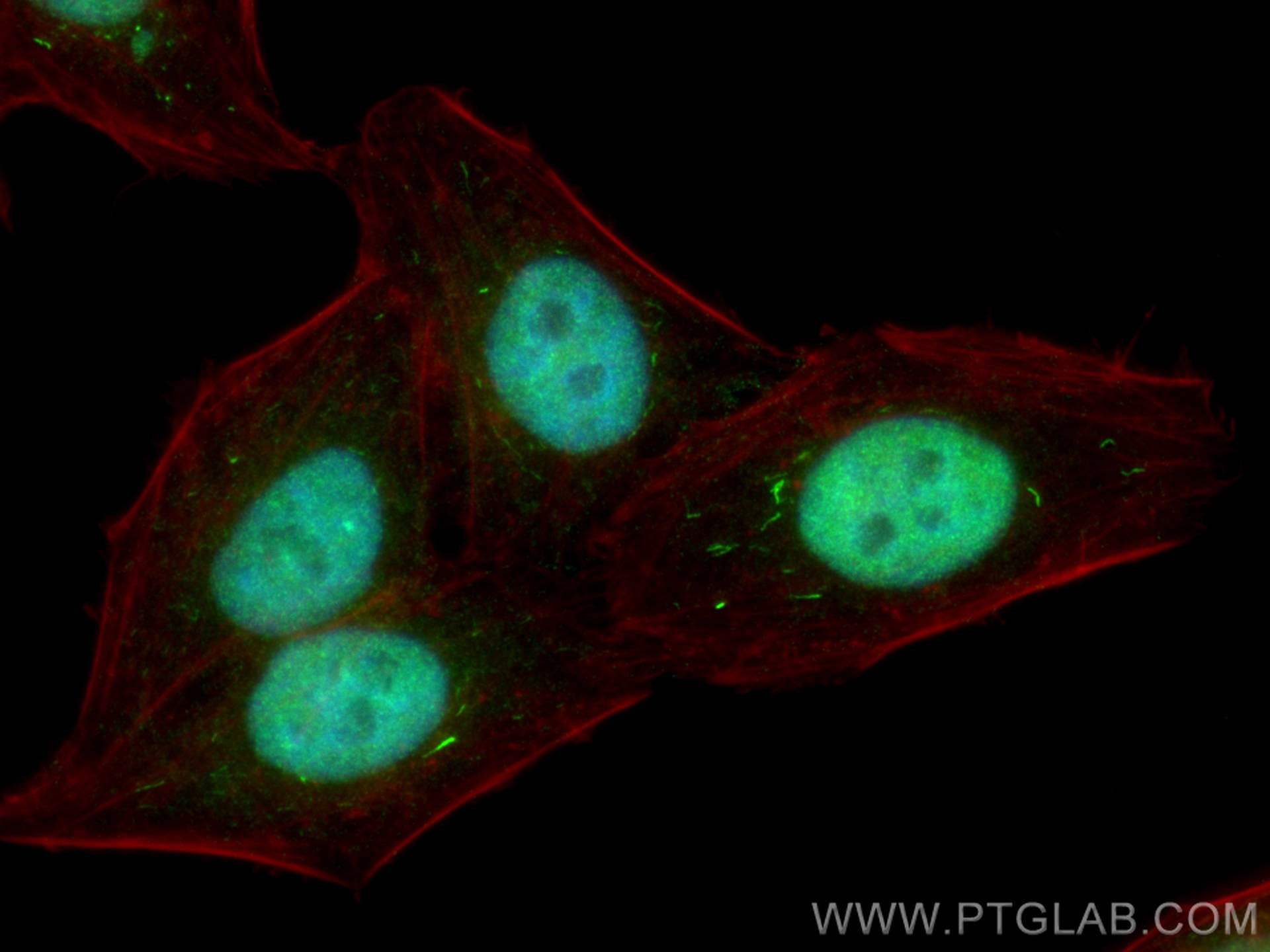 Immunofluorescence (IF) / fluorescent staining of HepG2 cells using CBX3 Monoclonal antibody (66446-1-Ig)