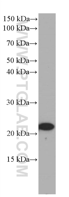 Western Blot (WB) analysis of RAW 264.7 cells using CBX3 Monoclonal antibody (66446-1-Ig)