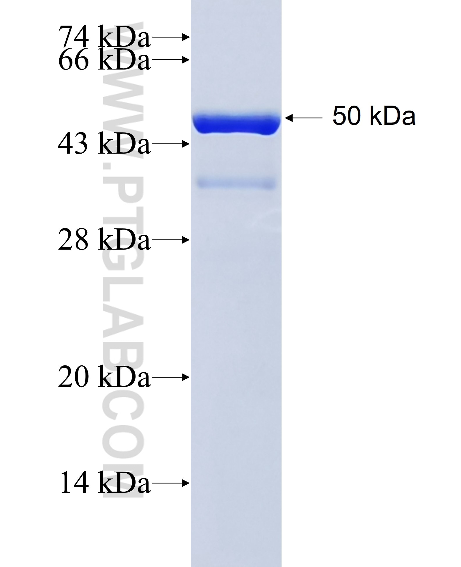 CBX3 fusion protein Ag2251 SDS-PAGE