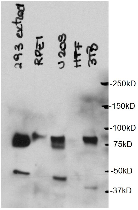 Western Blot (WB) analysis of HEK-293 cell using CBX4 Polyclonal antibody (18544-1-AP)