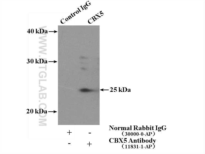 Immunoprecipitation (IP) experiment of HEK-293 cells using CBX5 Polyclonal antibody (11831-1-AP)