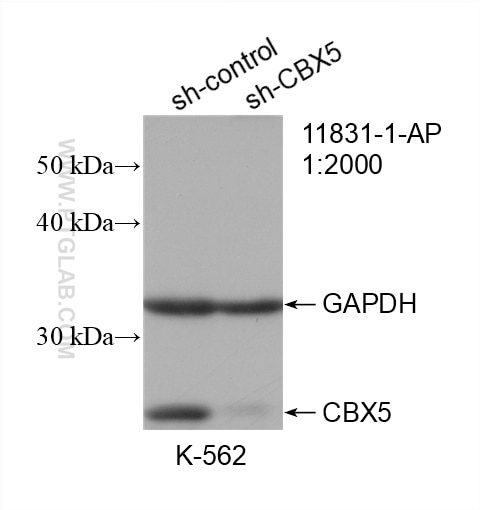 Western Blot (WB) analysis of K-562 cells using CBX5 Polyclonal antibody (11831-1-AP)