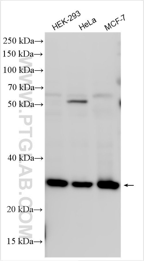 WB analysis using 31109-1-AP