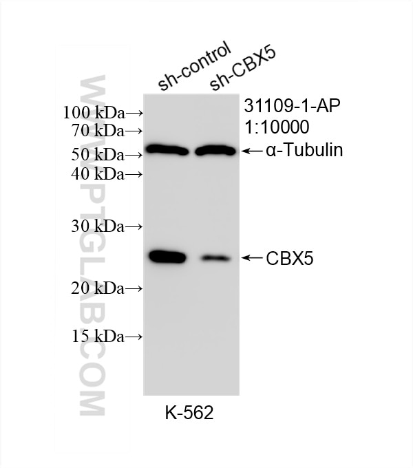 Western Blot (WB) analysis of K-562 cells using CBX5 Polyclonal antibody (31109-1-AP)