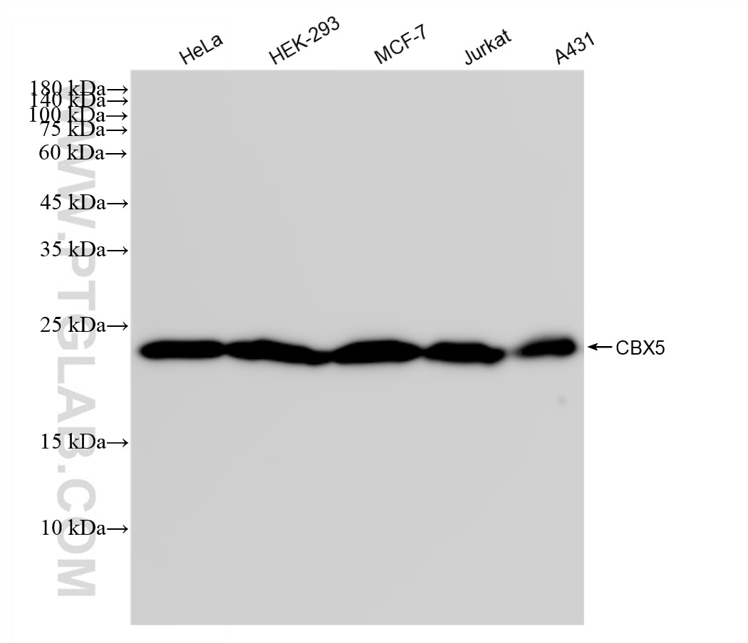 Western Blot (WB) analysis of various lysates using CBX5 Recombinant antibody (83258-5-RR)