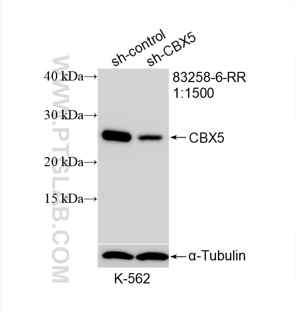 Western Blot (WB) analysis of K-562 cells using CBX5 Recombinant antibody (83258-6-RR)