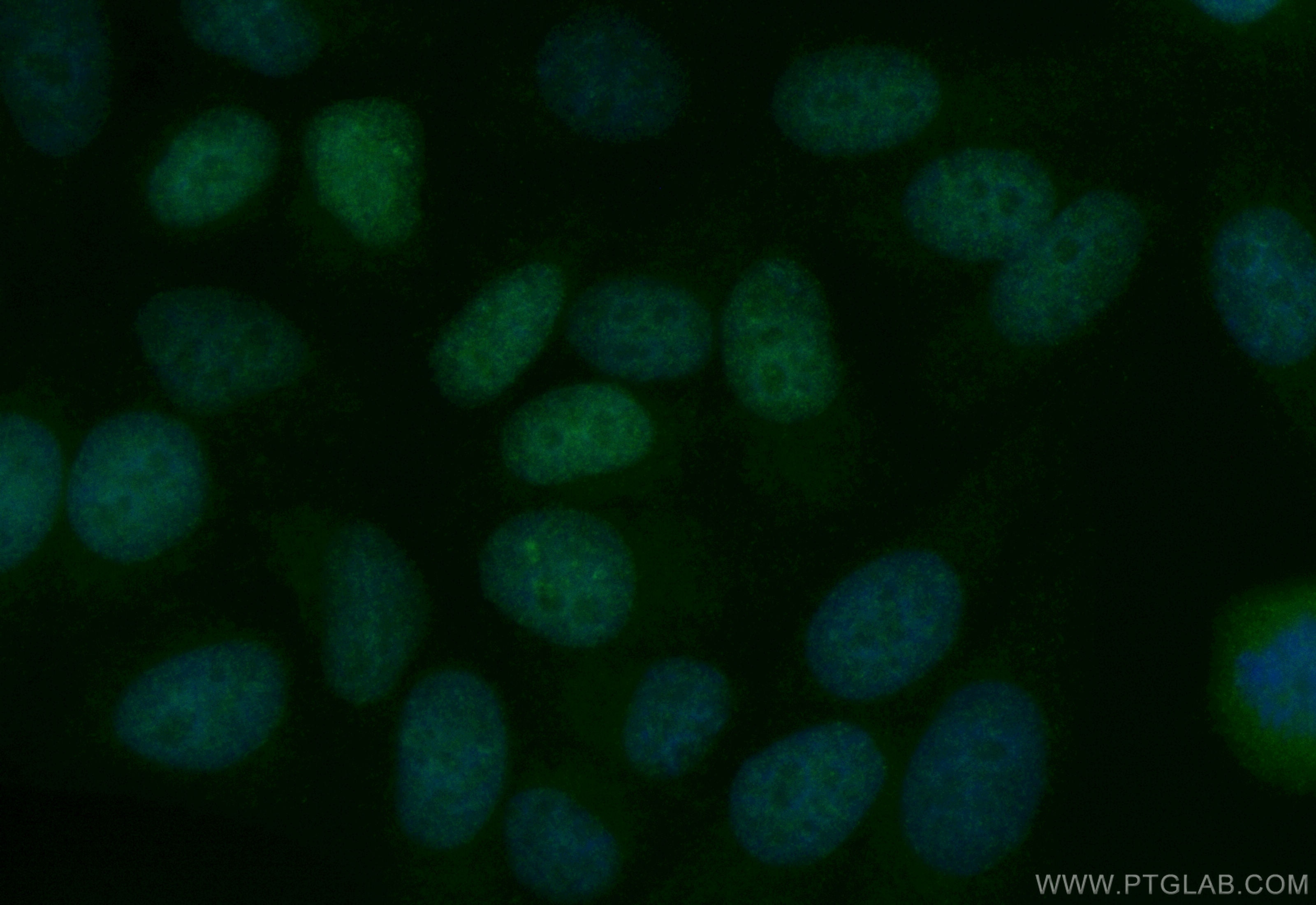 Immunofluorescence (IF) / fluorescent staining of HepG2 cells using CoraLite® Plus 488-conjugated CBX5 Recombinant ant (CL488-83258-6)