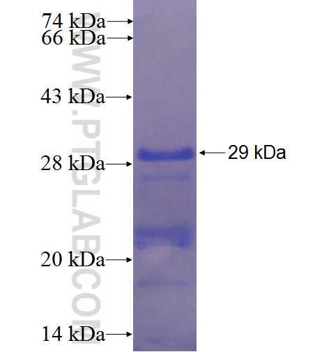 CBX7 fusion protein Ag24588 SDS-PAGE