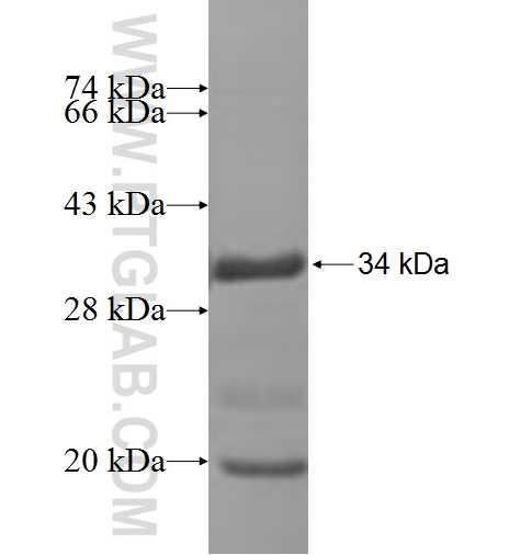 CBX7 fusion protein Ag7178 SDS-PAGE