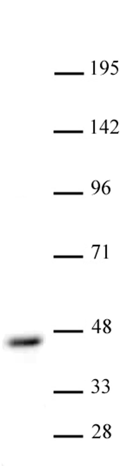 CBX8 antibody (pAb) tested by Western blot. Whole-cell extract of HeLa cells (20 ug) probed with CBX8 antibody (1:500).