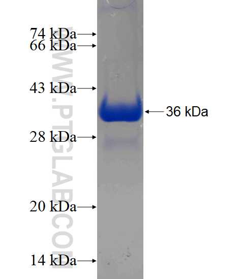 CBY1 fusion protein Ag2882 SDS-PAGE