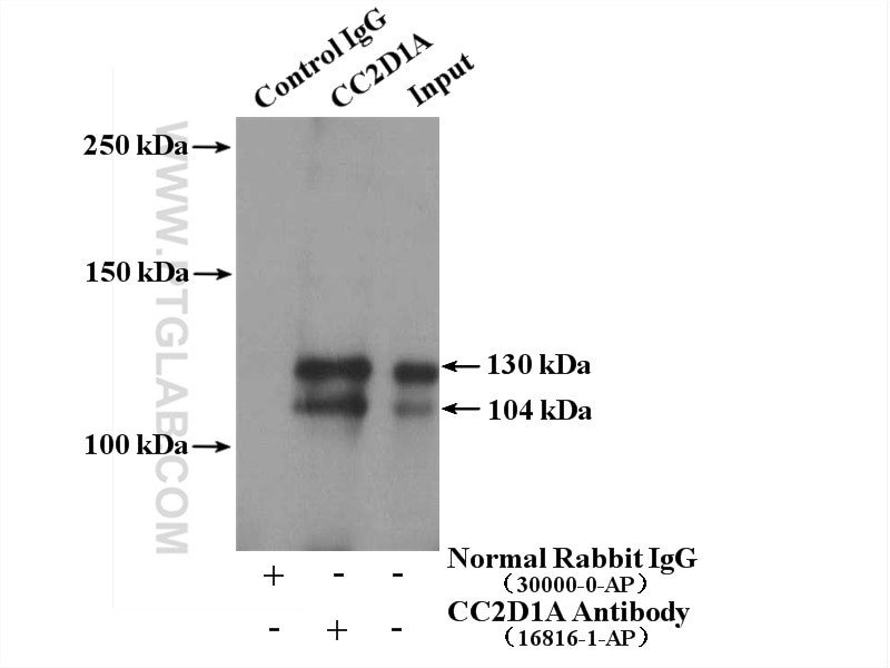 IP experiment of mouse liver using 16816-1-AP