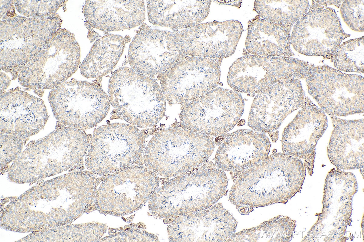 IHC staining of mouse testis using 68334-1-Ig