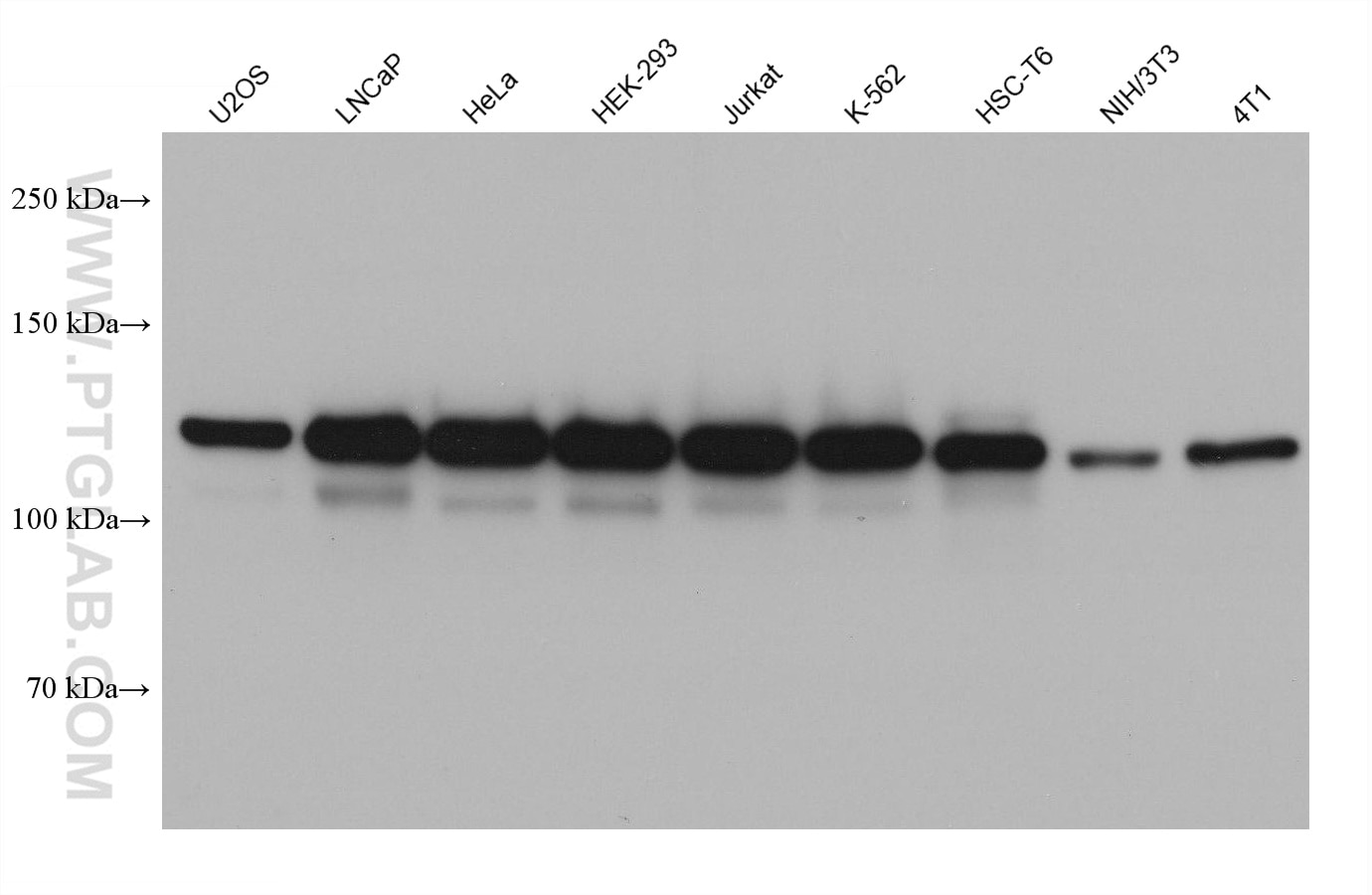 Western Blot (WB) analysis of various lysates using CC2D1A Monoclonal antibody (68334-1-Ig)