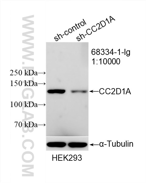 CC2D1A