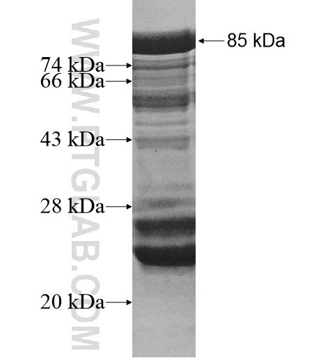 CC2D1A fusion protein Ag10355 SDS-PAGE