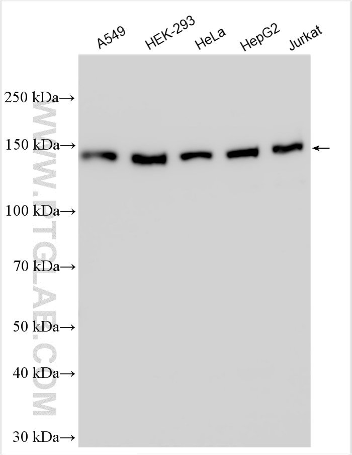 Western Blot (WB) analysis of various lysates using CCAR1 Polyclonal antibody (25232-1-AP)