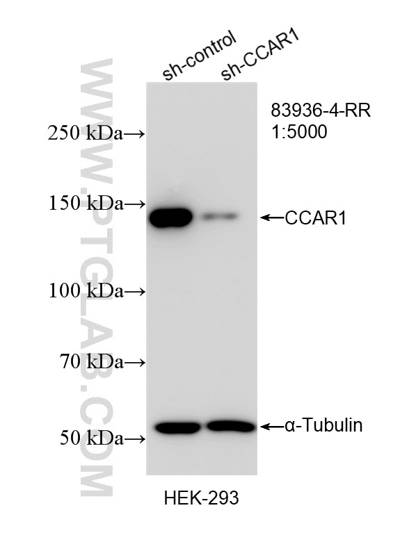Western Blot (WB) analysis of HEK-293 cells using CCAR1 Recombinant monoclonal antibody (83936-4-RR)