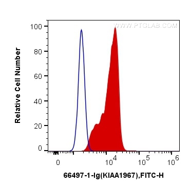 Flow cytometry (FC) experiment of U2OS cells using CCAR2 Monoclonal antibody (66497-1-Ig)