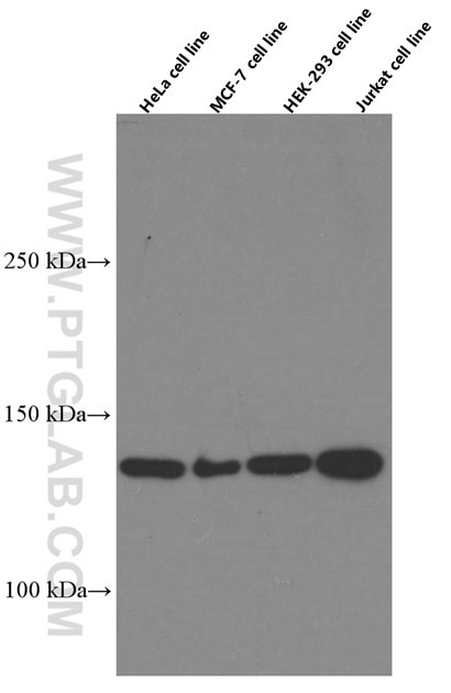Western Blot (WB) analysis of various lysates using CCAR2 Monoclonal antibody (66497-1-Ig)